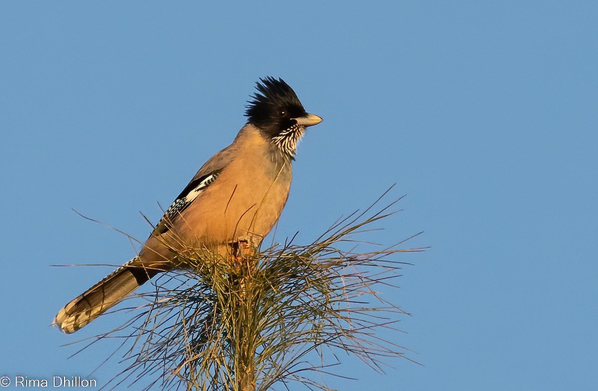 Black-headed Jay - ML521799261