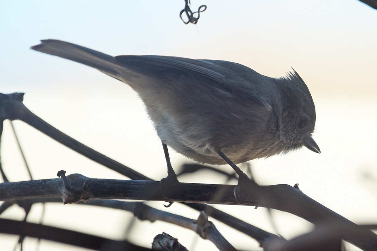 Oak Titmouse - ML521800441