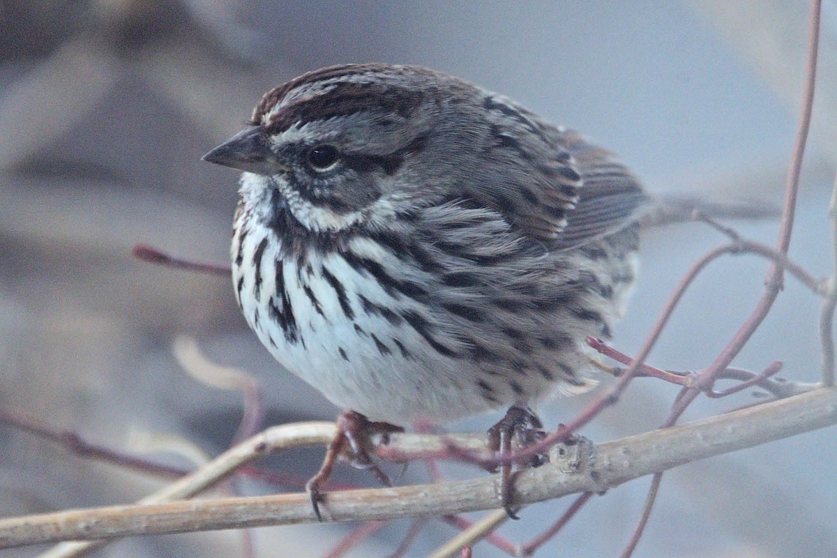 Song Sparrow - Troy Hibbitts