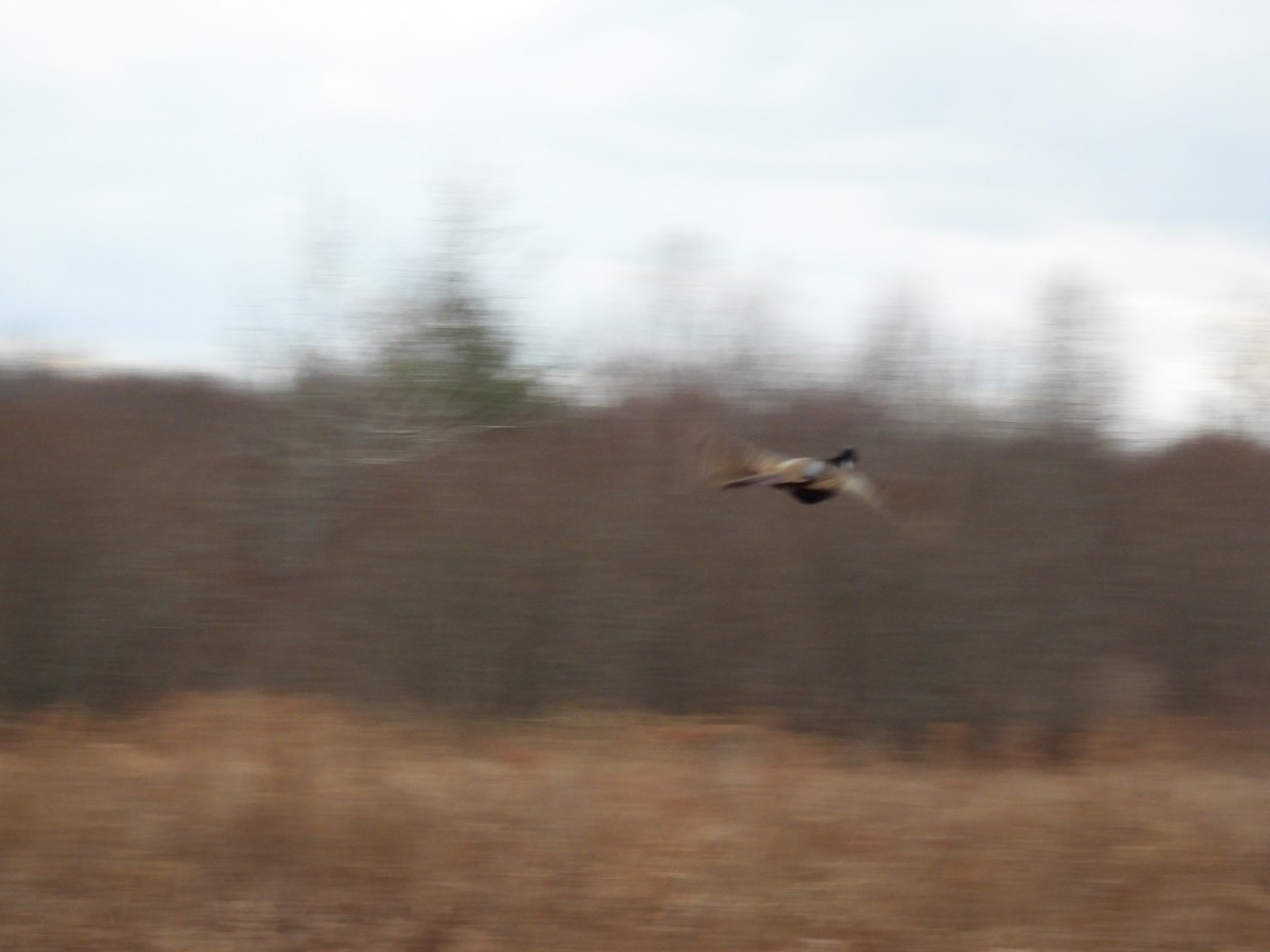 Ring-necked Pheasant - ML521801071
