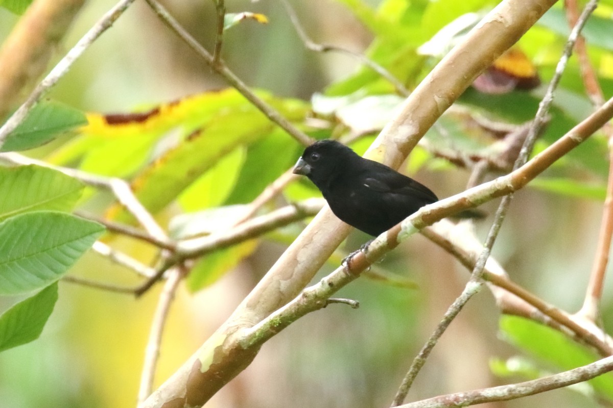 Thick-billed Seed-Finch - ML521801401