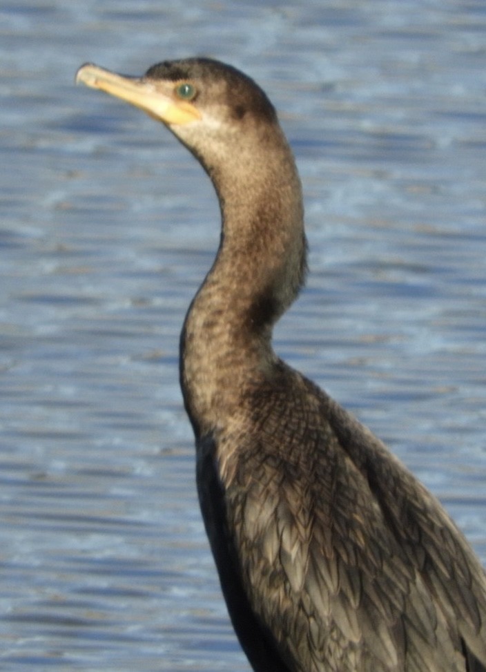 Neotropic Cormorant - William Edwards
