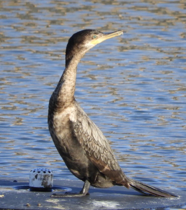 Neotropic Cormorant - William Edwards