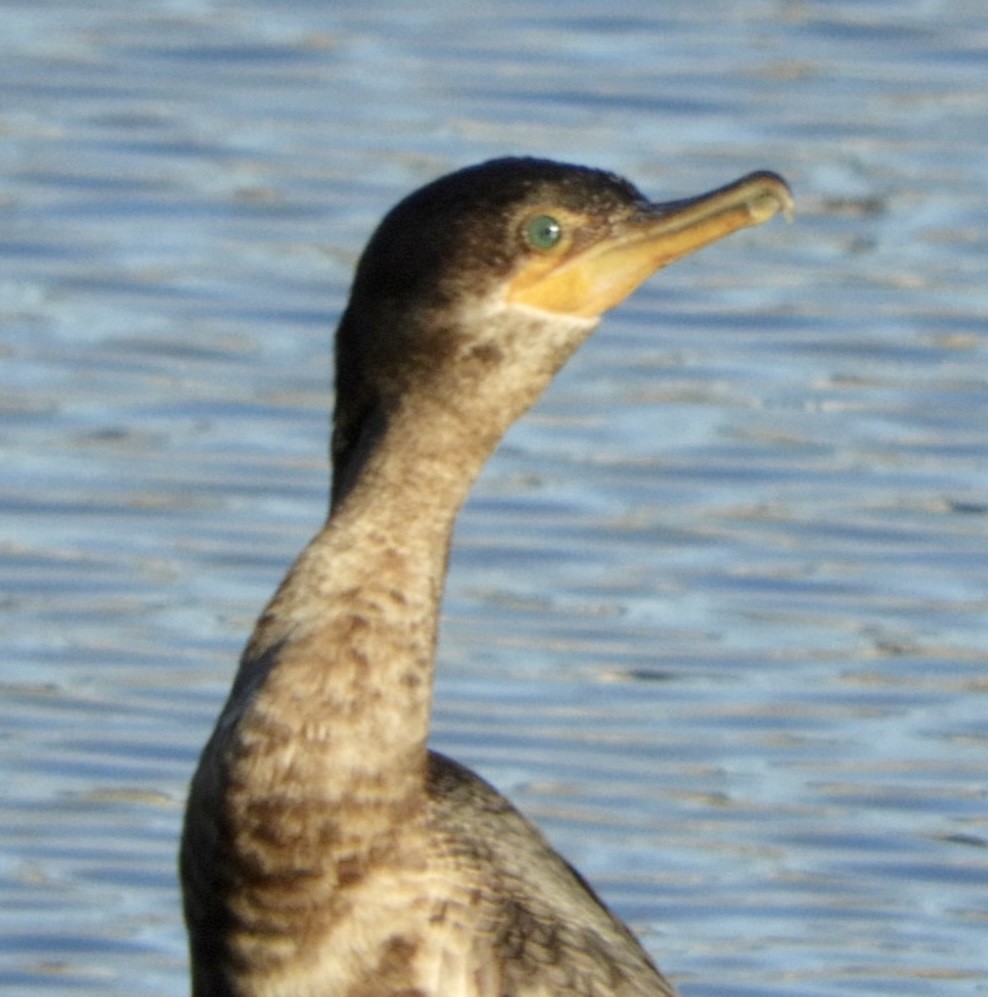 Neotropic Cormorant - William Edwards