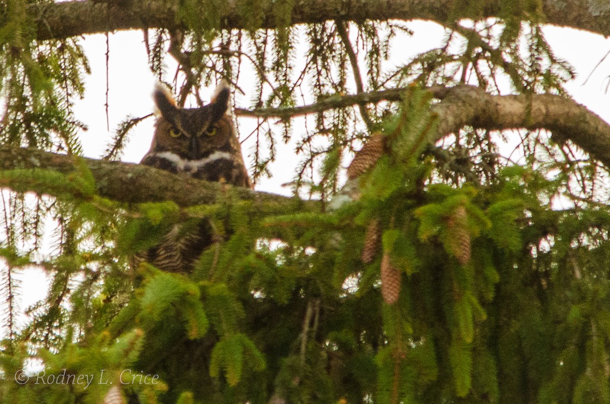 Great Horned Owl - ML521801691