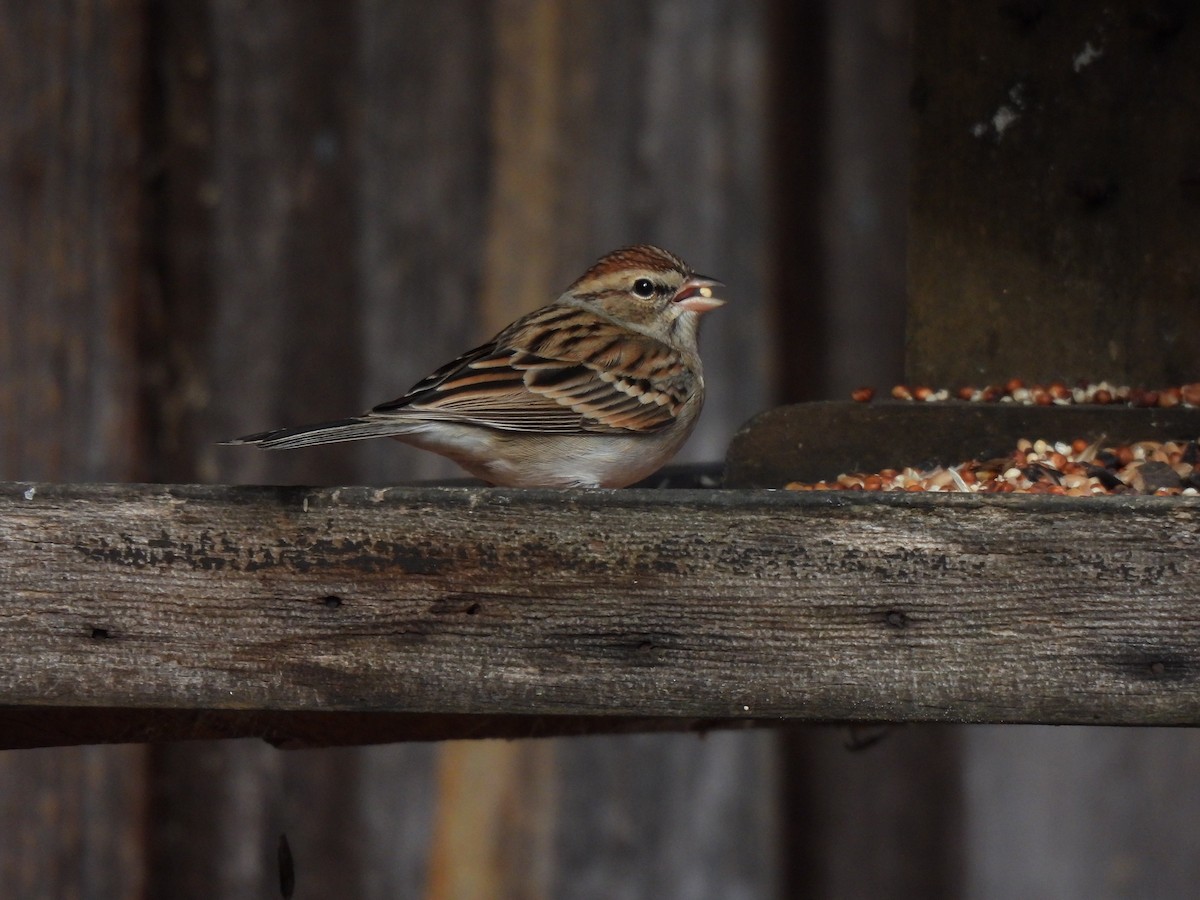 Chipping Sparrow - ML521801701