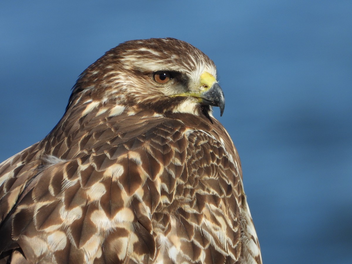 Swainson's Hawk - ML521802131