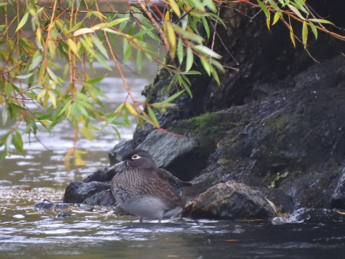 Wood Duck - ML521802311