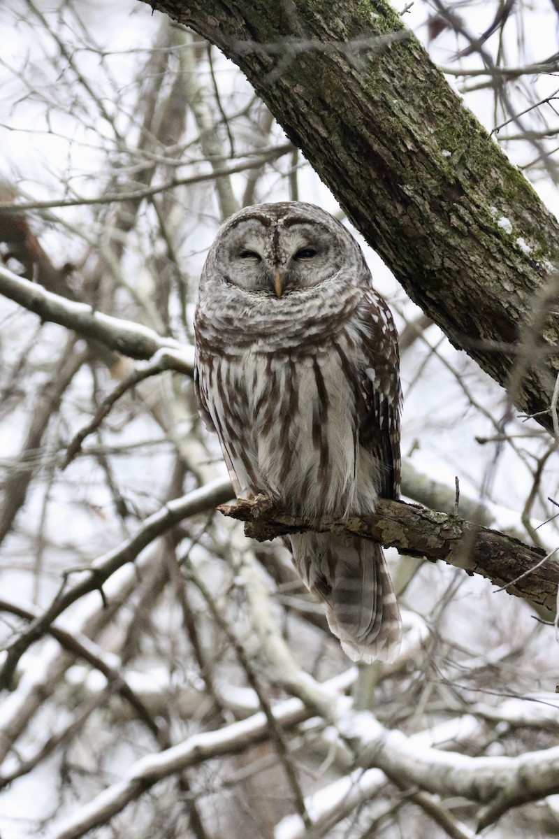 Barred Owl - ML521802361