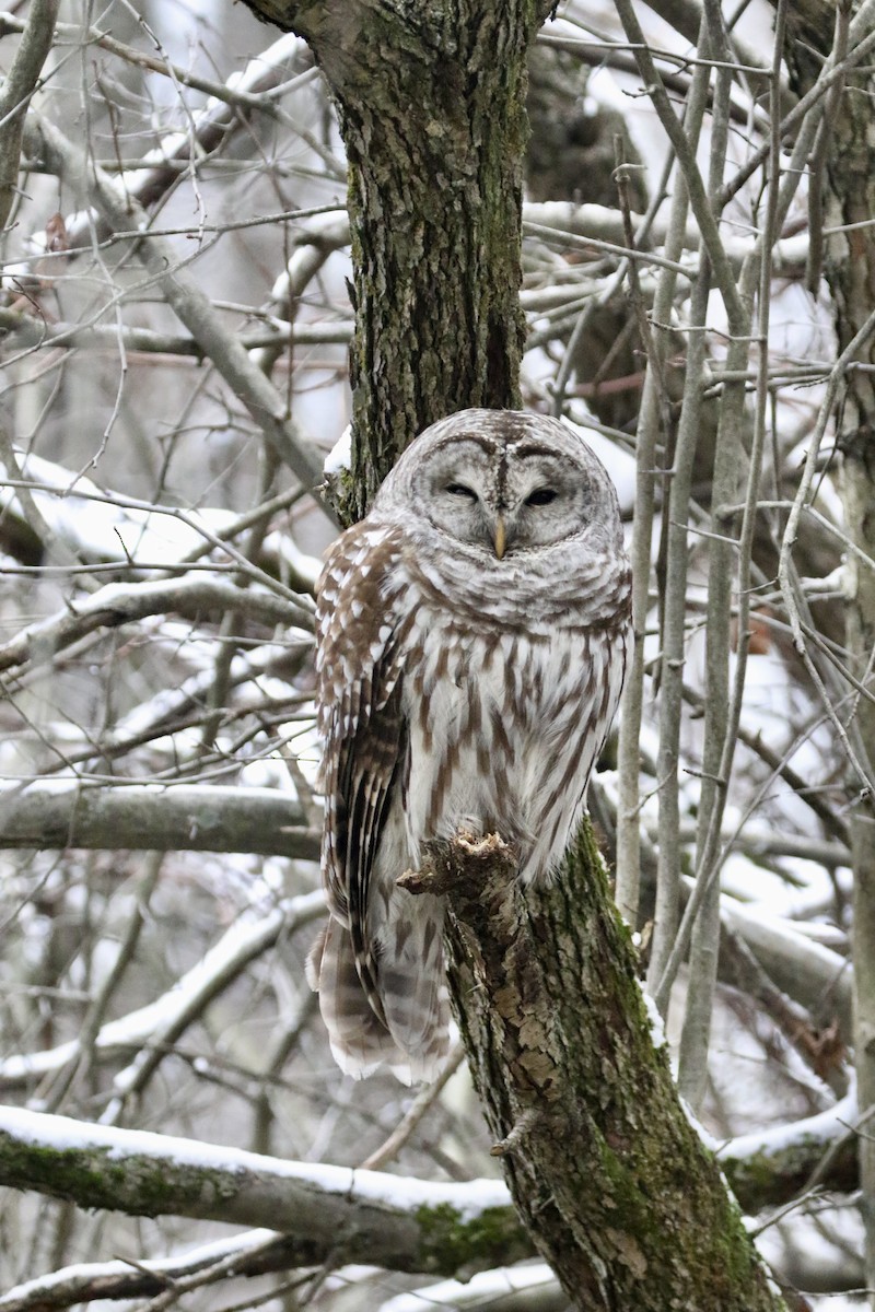 Barred Owl - ML521802381