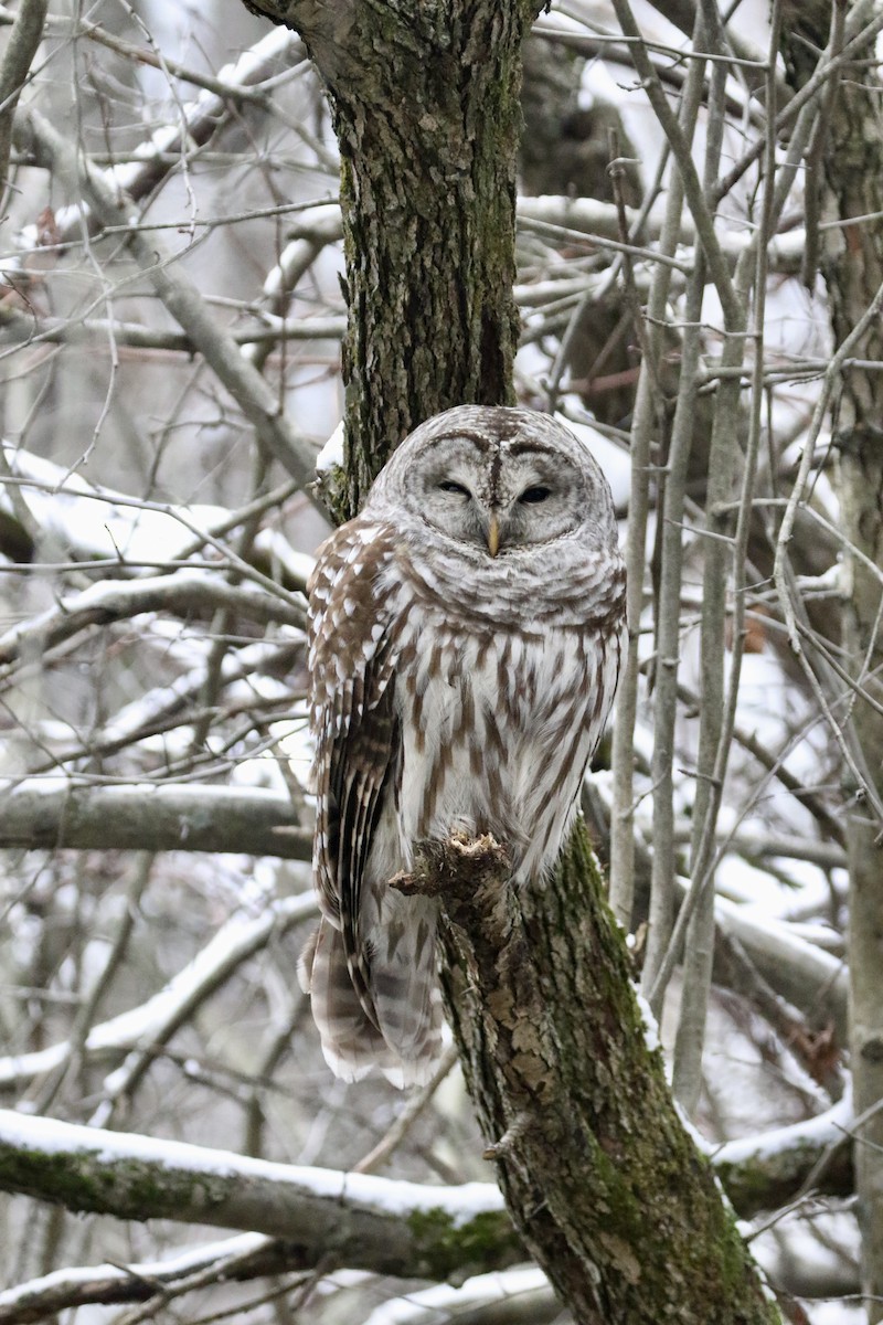 Barred Owl - ML521802401