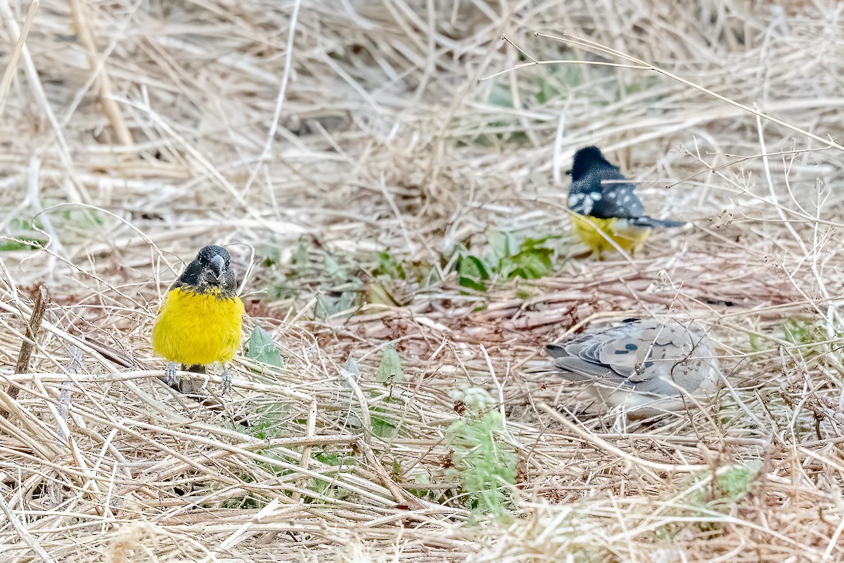 Black-backed Grosbeak - ML521802761