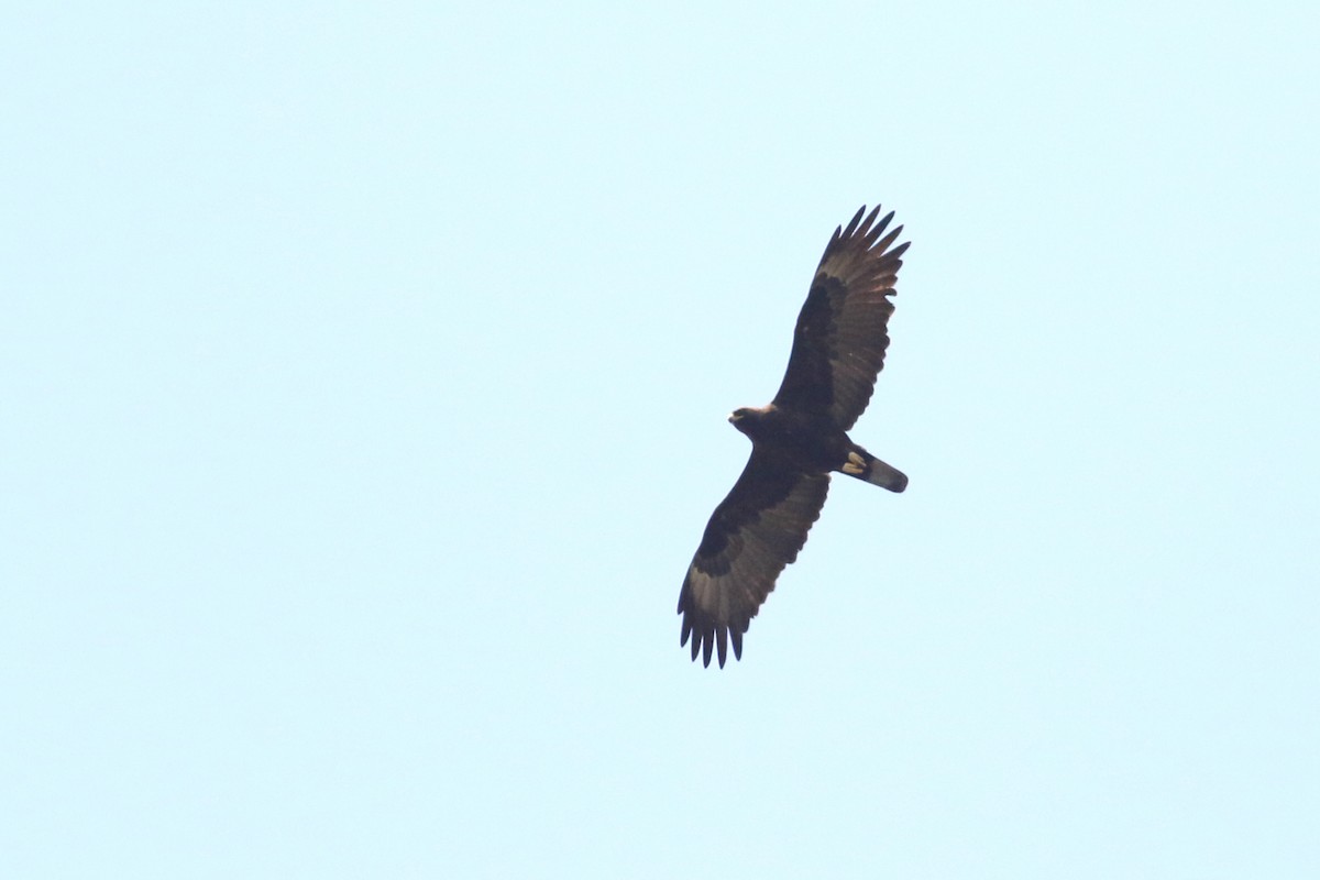 Wahlberg's Eagle - ML521803711