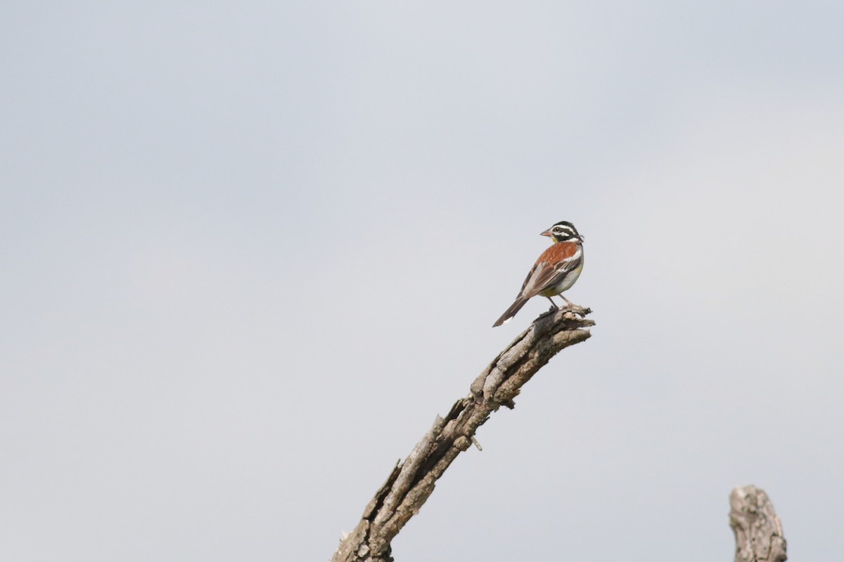 Bruant à poitrine dorée - ML521803751