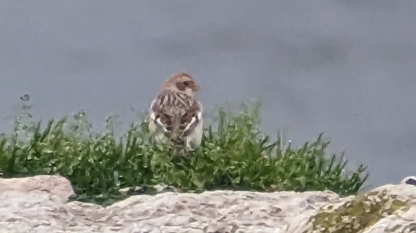 Snow Bunting - ML521804191