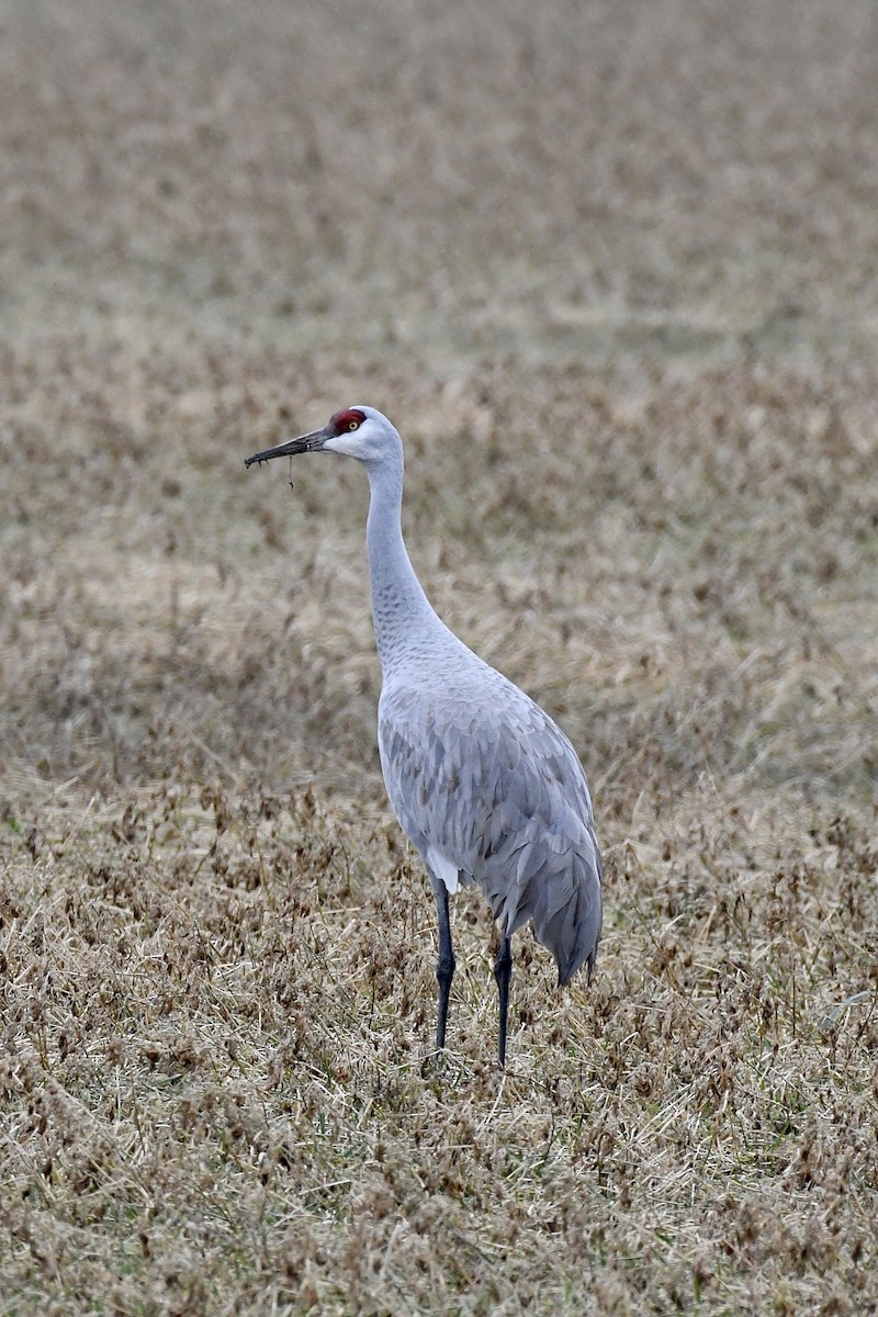 Sandhill Crane - ML521805511