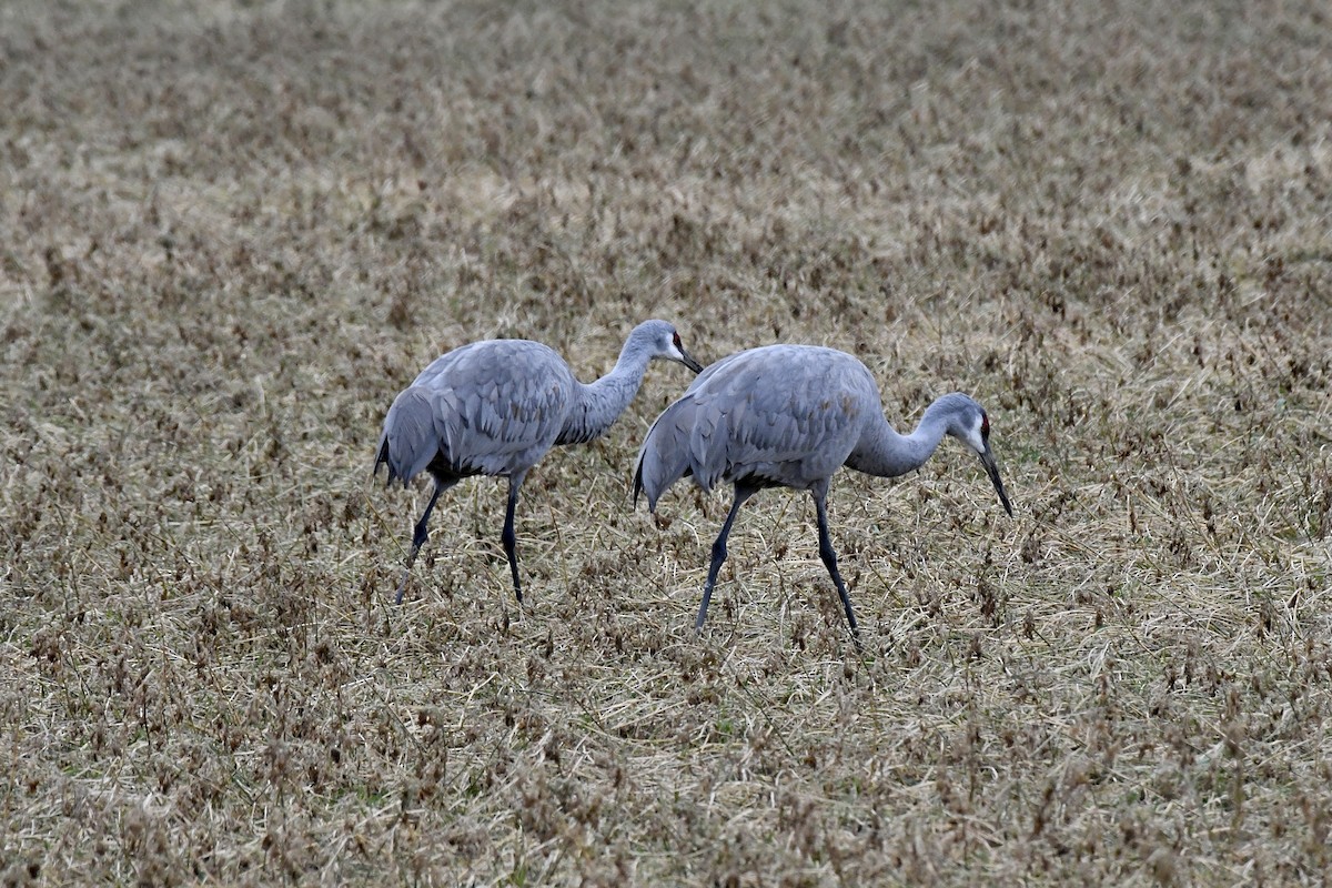 Sandhill Crane - ML521805521