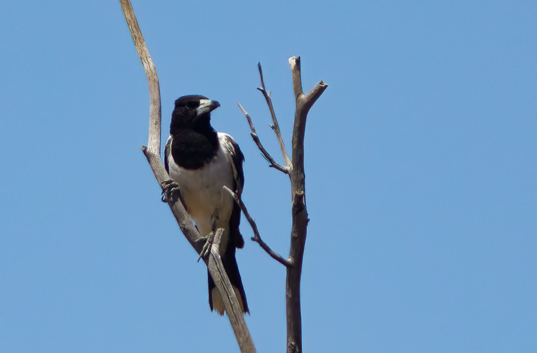 Pied Butcherbird - ML521805571