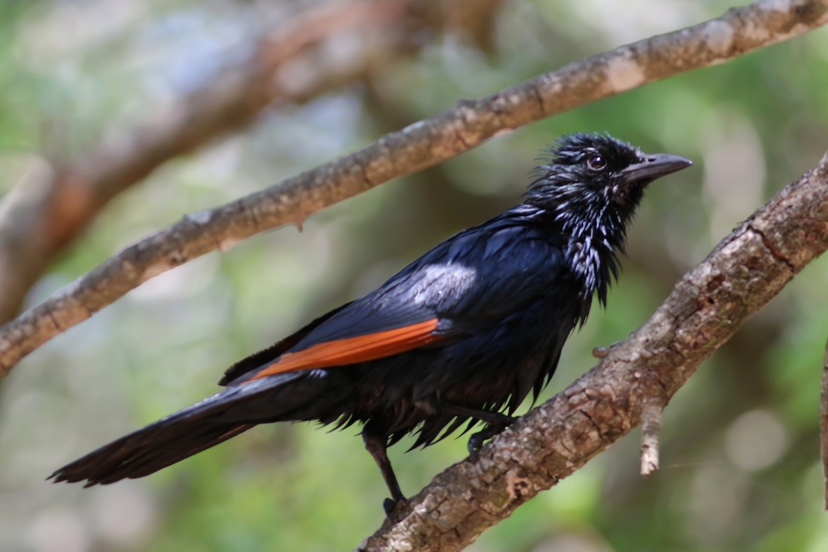 Red-winged Starling - ML521805581