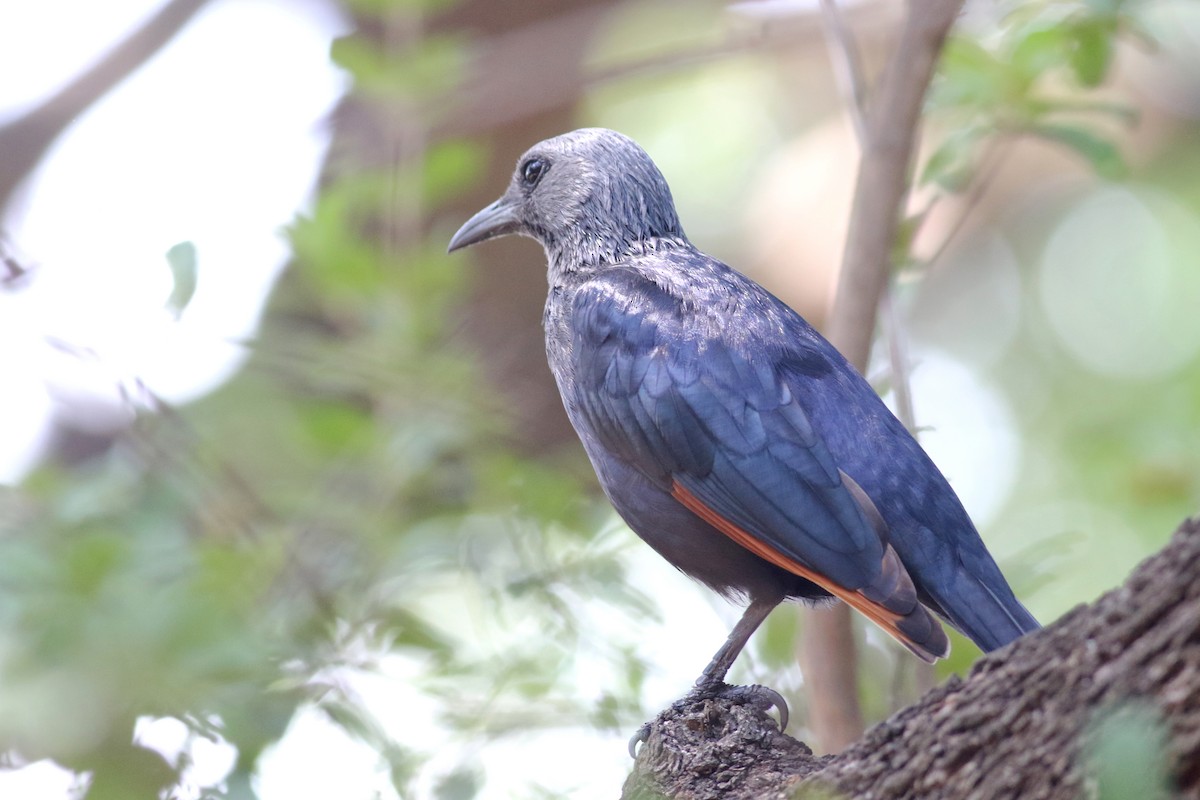 Red-winged Starling - ML521805591