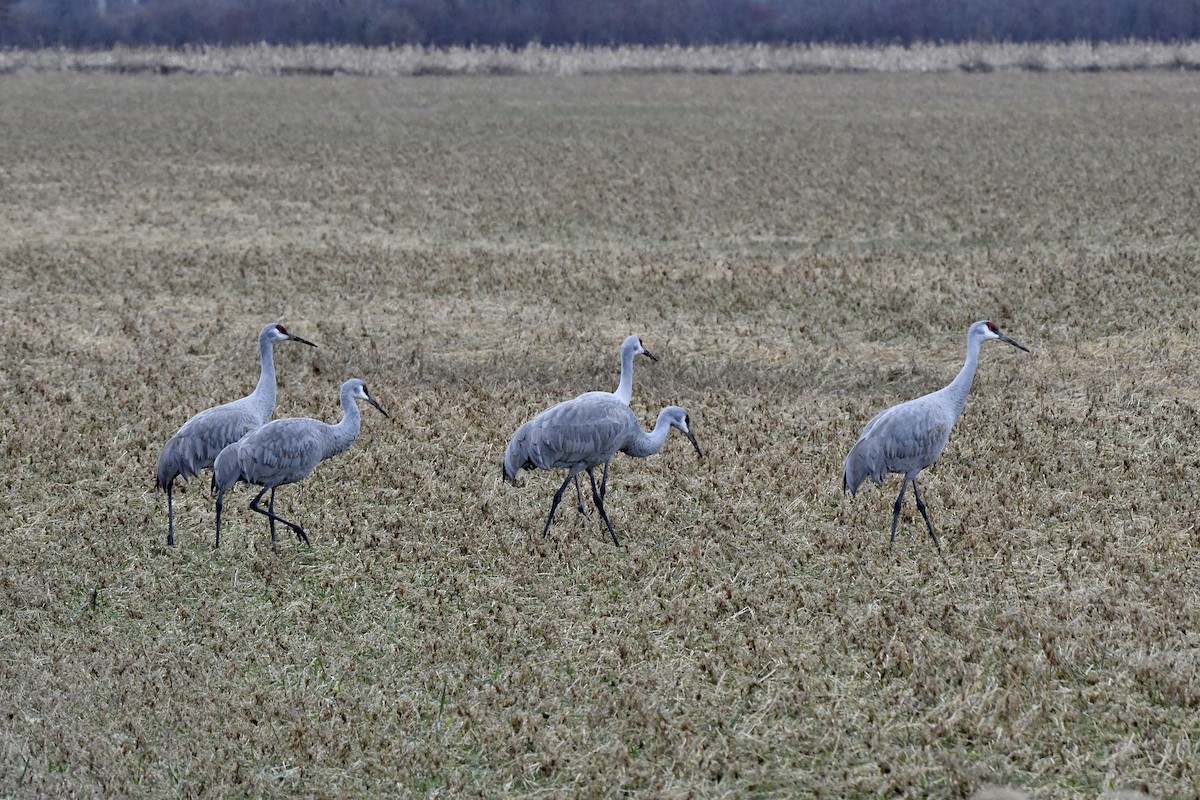 Sandhill Crane - Jennifer Mater