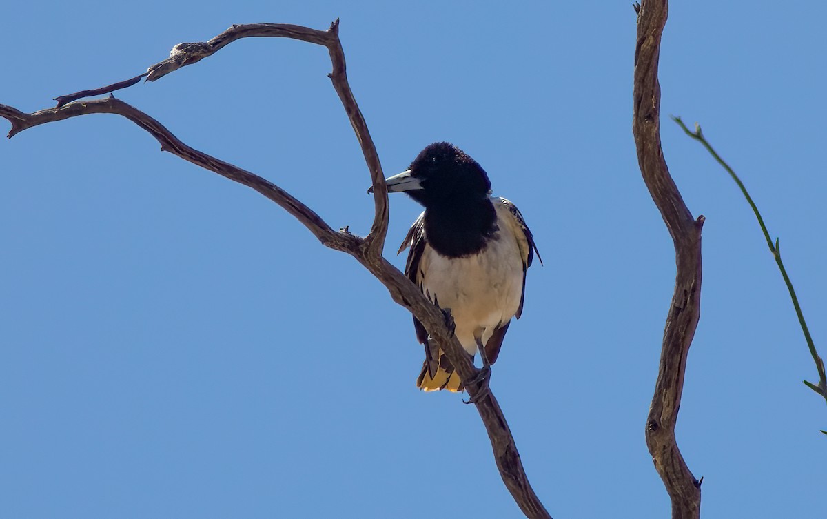 Pied Butcherbird - ML521805651