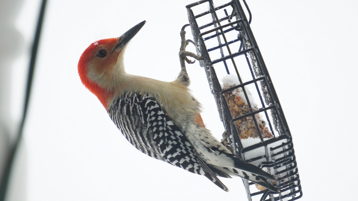 Red-bellied Woodpecker - ML521806691
