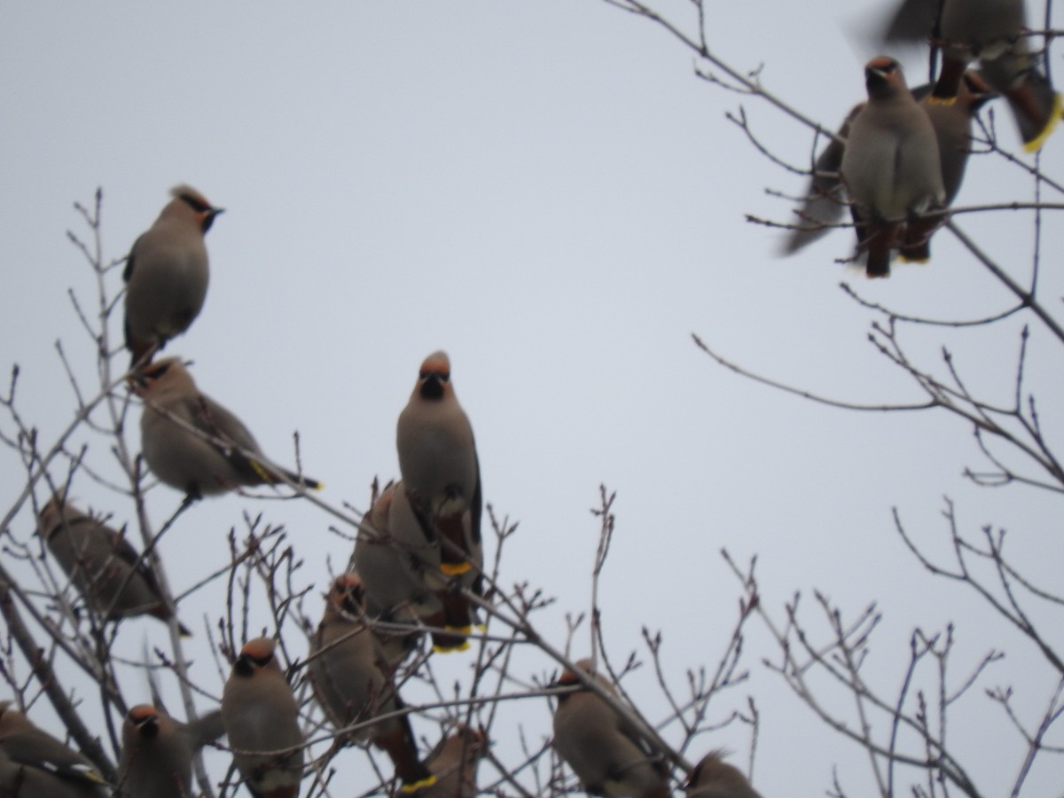 Bohemian Waxwing - ML521808901