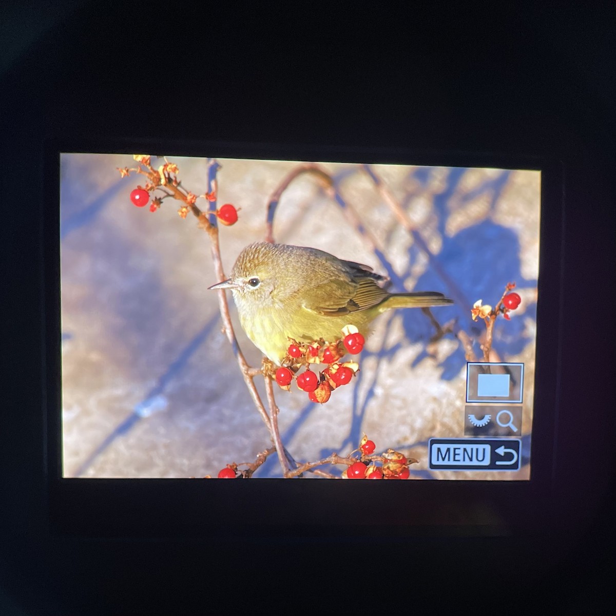 Orange-crowned Warbler - ML521808911