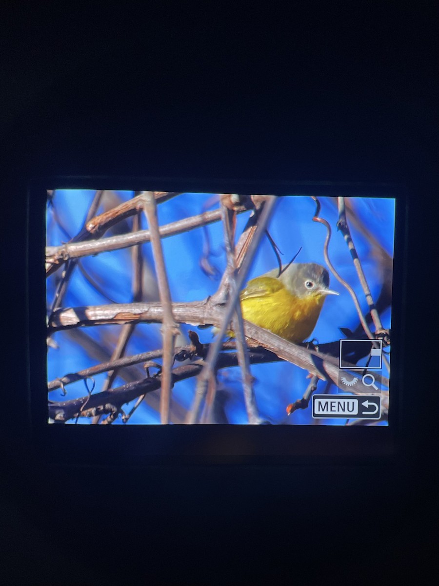 Nashville Warbler - Chuhan Li