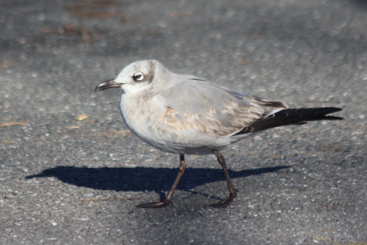 Mouette atricille - ML52180911