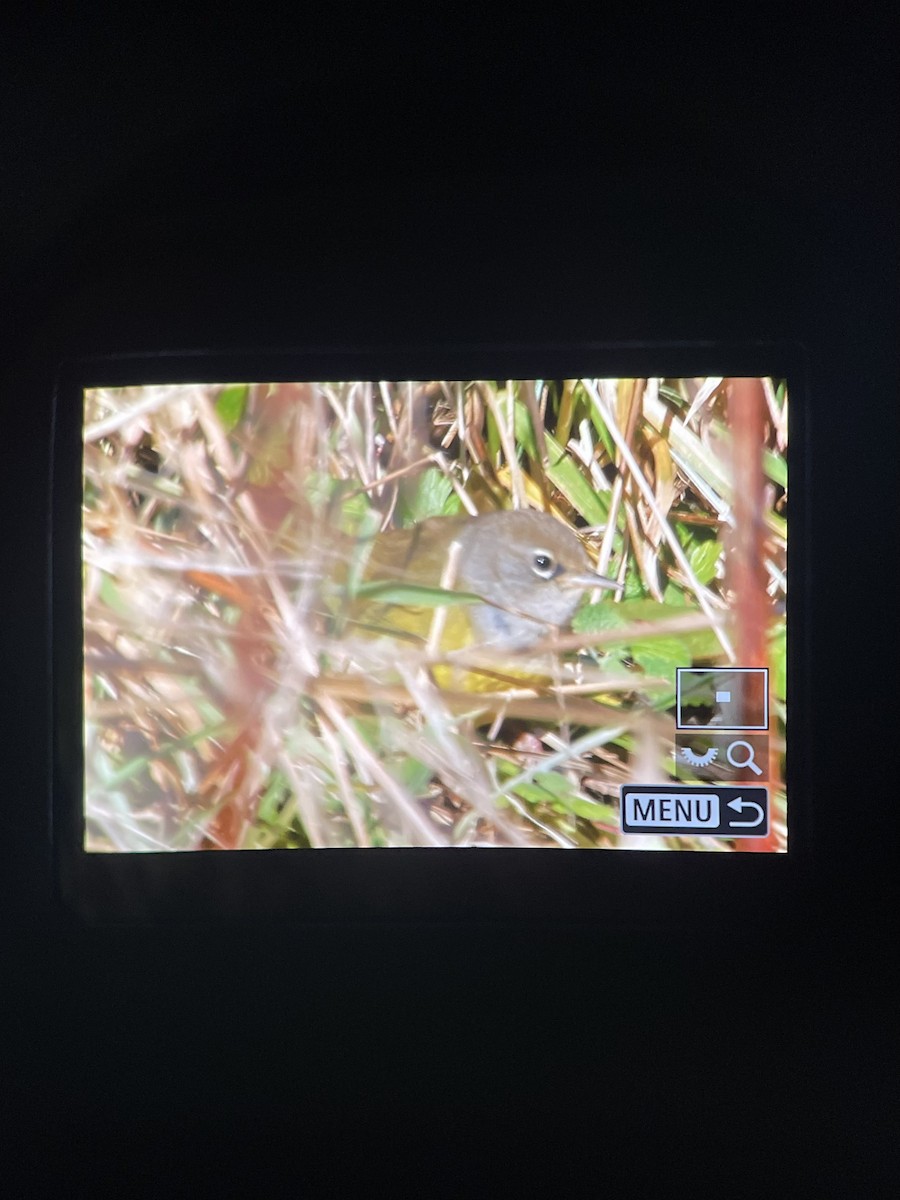 MacGillivray's Warbler - ML521809141