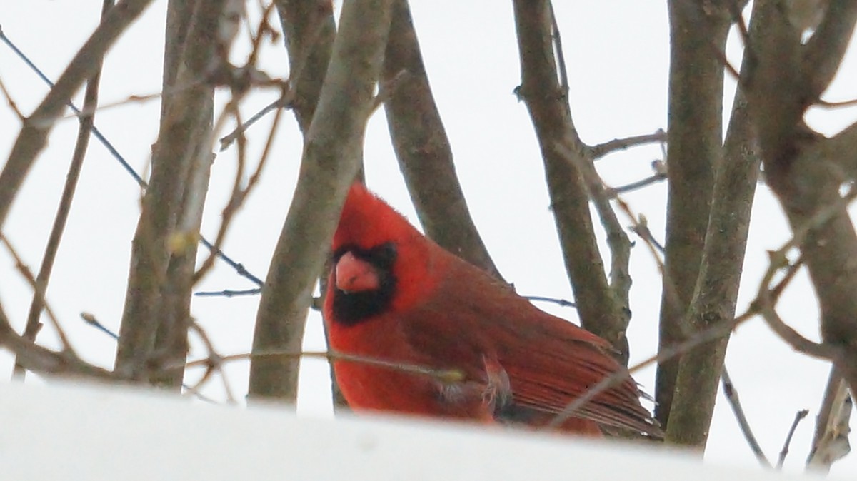 Cardinal rouge - ML521809471