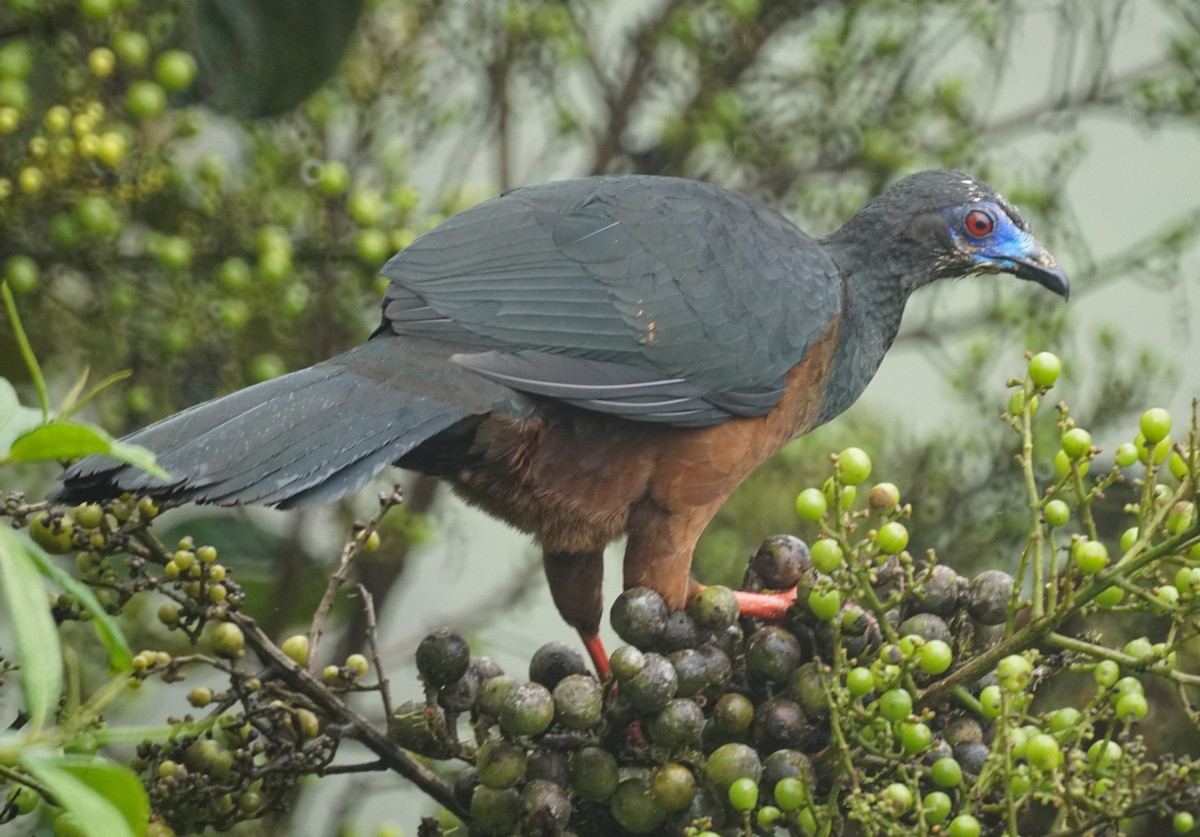 Sickle-winged Guan - ML521809711