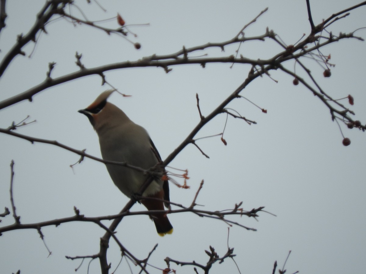 Bohemian Waxwing - ML521809721