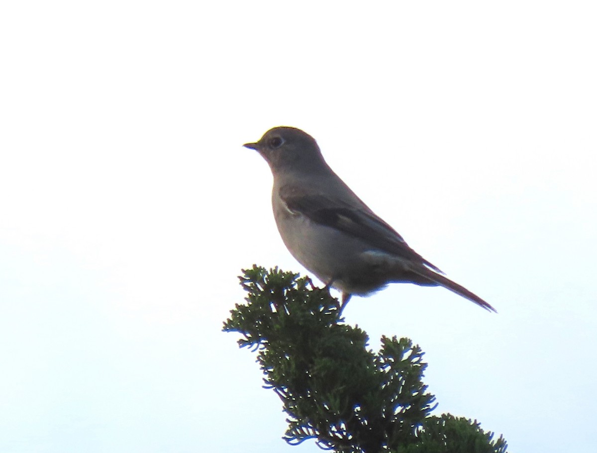 Townsend's Solitaire - Dana Bangs