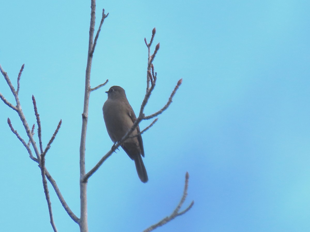 Townsend's Solitaire - ML521810031