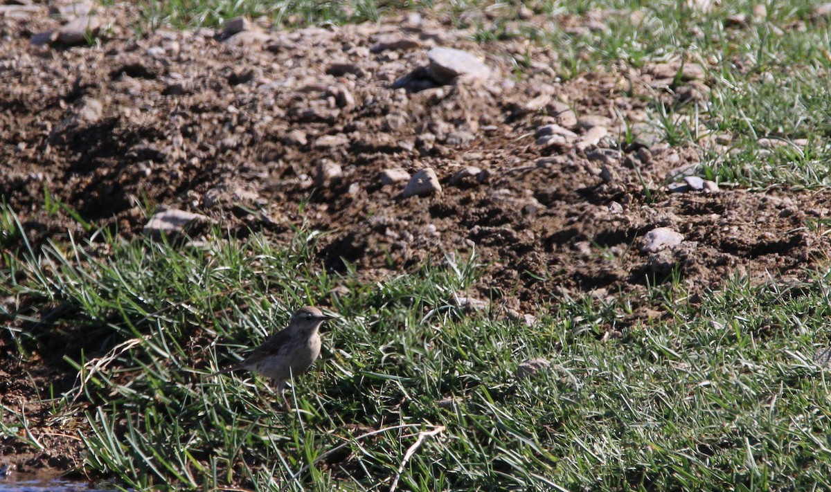 Pipit spioncelle (blakistoni) - ML521810761