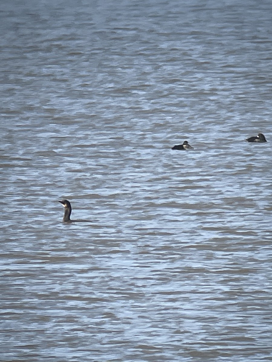 Brandt's Cormorant - ML521811331