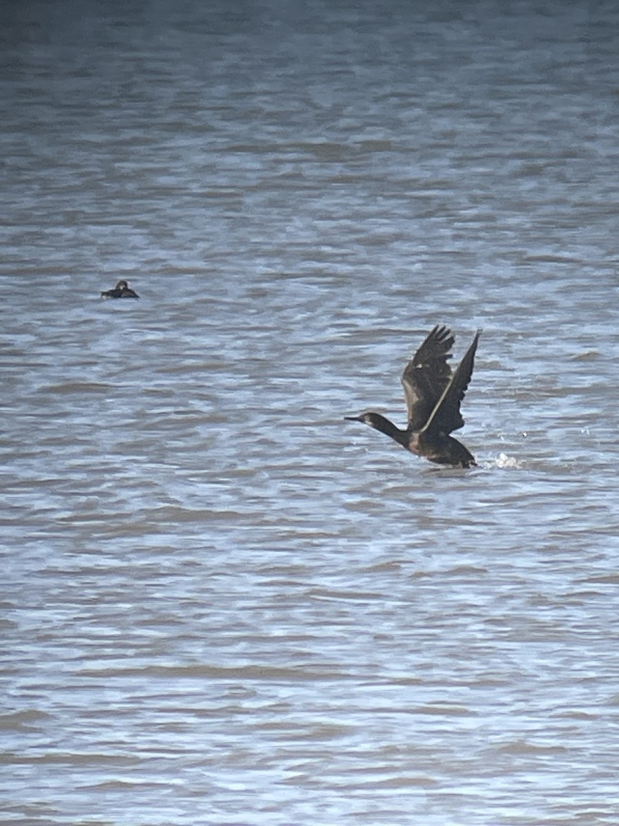 Brandt's Cormorant - ML521811341