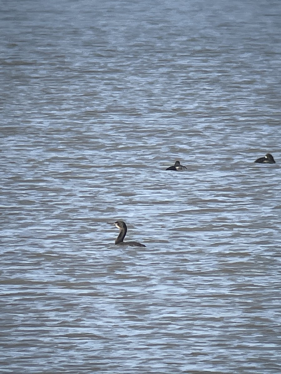 Brandt's Cormorant - ML521811351