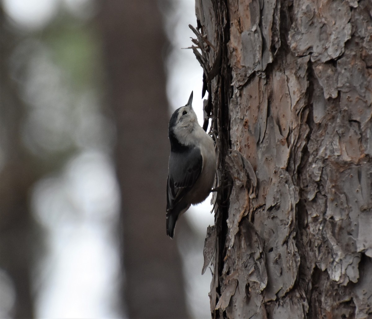 White-breasted Nuthatch - ML521811851