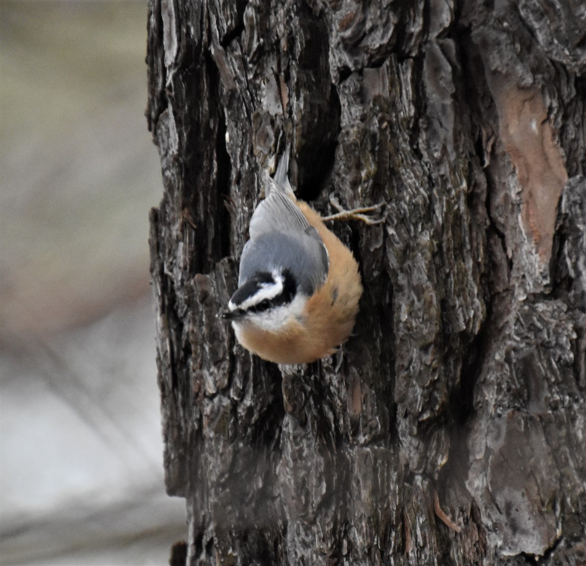 Red-breasted Nuthatch - ML521811951