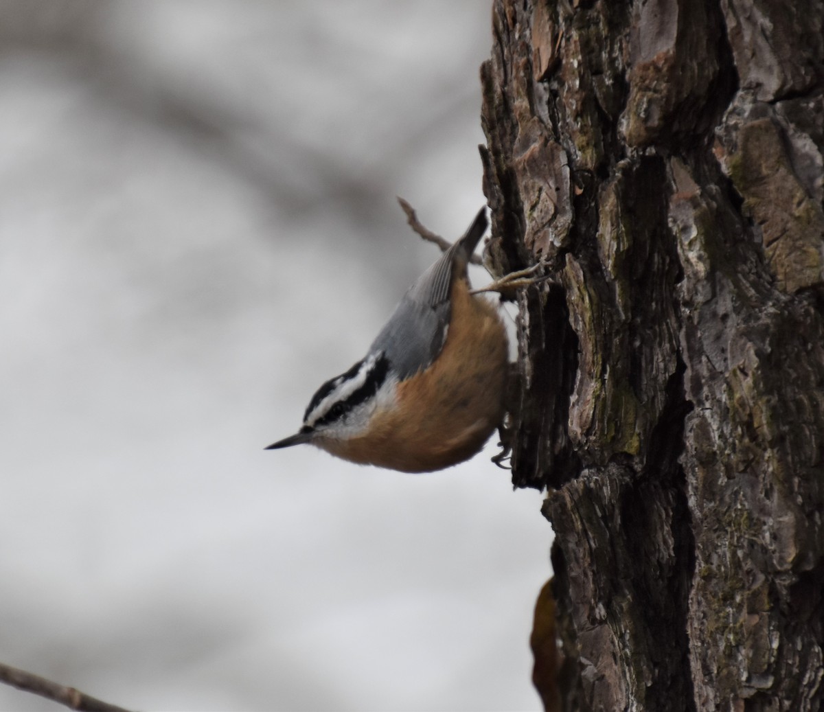 Red-breasted Nuthatch - ML521812021