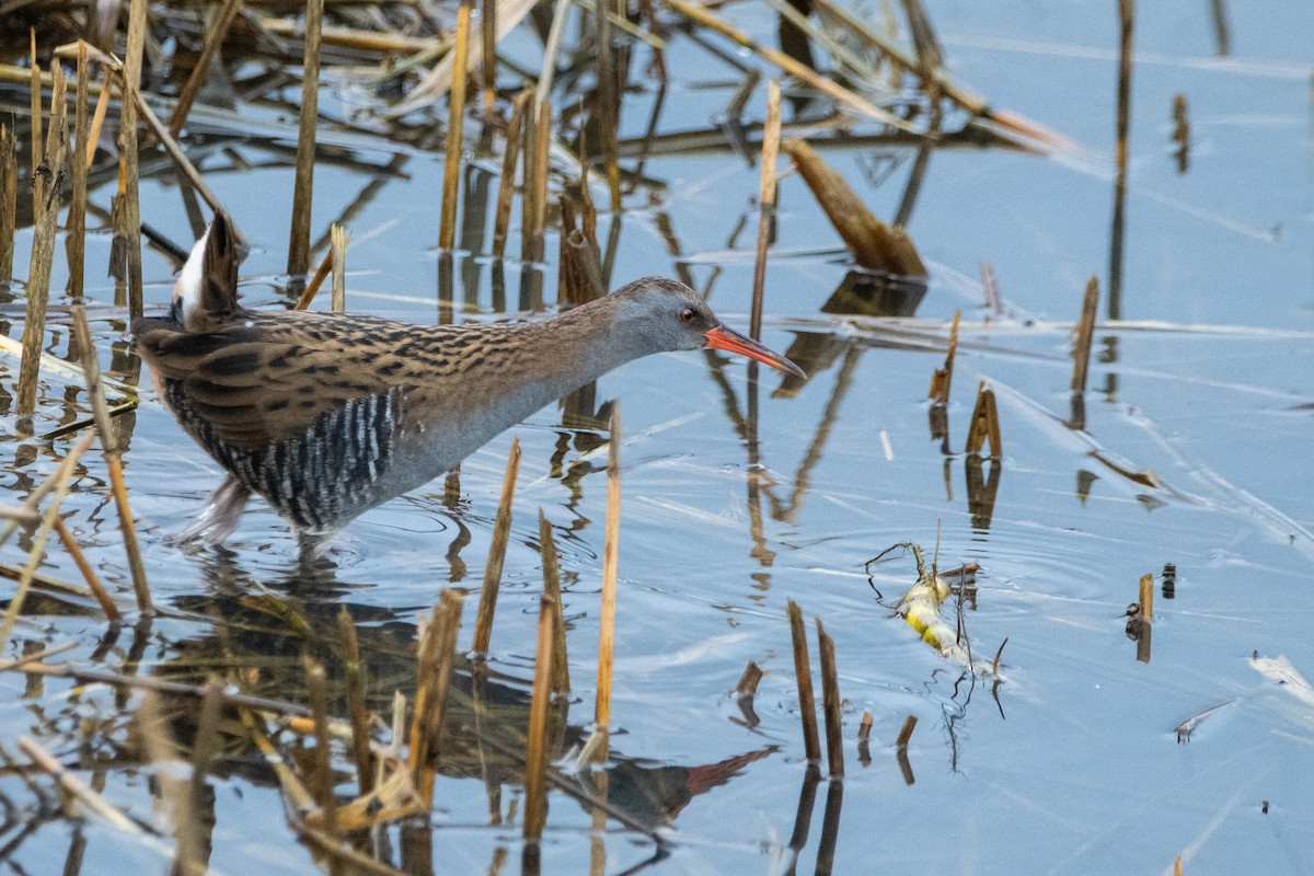 Water Rail - ML521812241