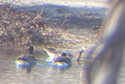 Greater White-fronted Goose - ML521812911