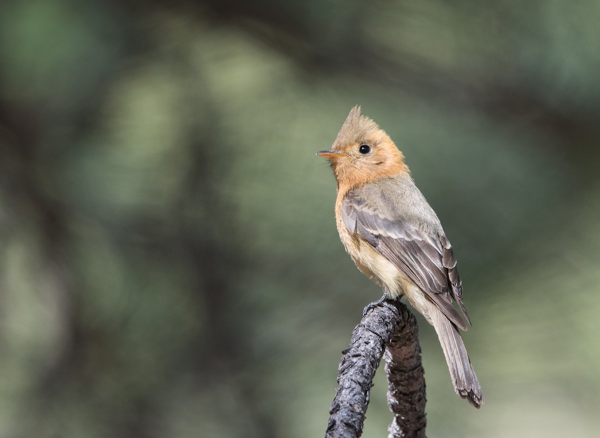 Tufted Flycatcher - ML52181321