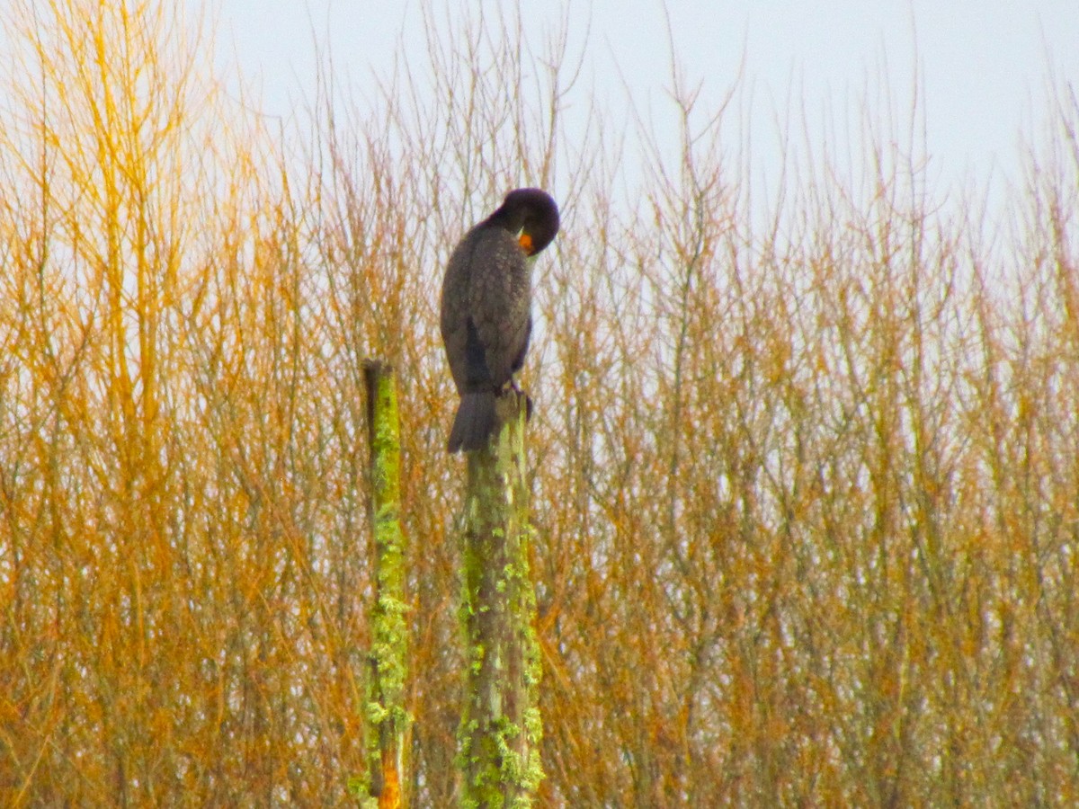 Double-crested Cormorant - ML521813781