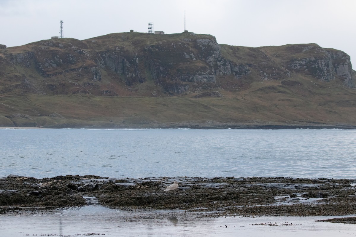 Glaucous Gull - ML521814801