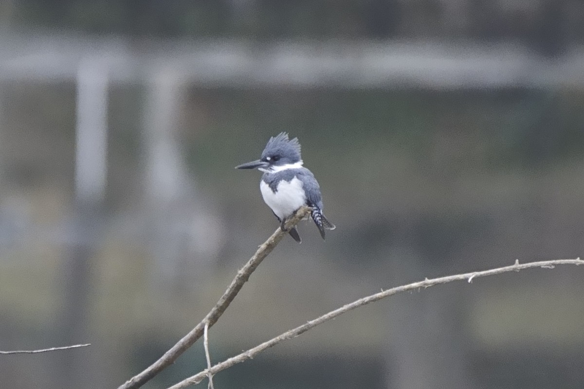 Belted Kingfisher - ML521815401